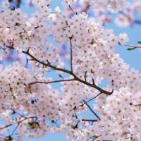 樱花节赏樱